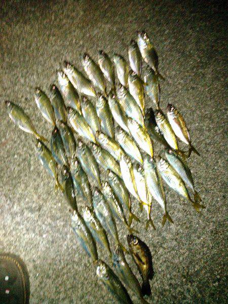 釣行完了！v(・∀・*)